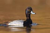 Image. Lesser Scaup
