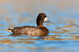 Image. Lesser Scaup