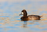 Image. Lesser Scaup