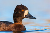 Image. Lesser Scaup