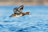 Image. Lesser Scaup