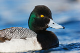 Image. Lesser Scaup