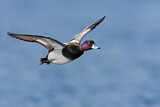 Image. Lesser Scaup