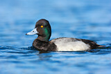 Image. Lesser Scaup