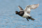 Image. Lesser Scaup
