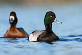 Image. Lesser Scaup
