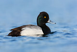Image. Lesser Scaup