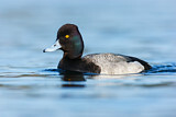 Image. Lesser Scaup