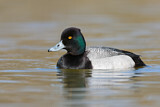 Image. Lesser Scaup