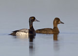 Image. Lesser Scaup