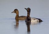 Image. Lesser Scaup
