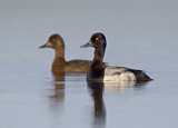 Image. Lesser Scaup