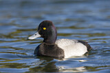 Image. Lesser Scaup