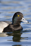 Image. Lesser Scaup
