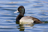 Image. Lesser Scaup