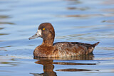 Image. Lesser Scaup