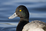 Image. Lesser Scaup