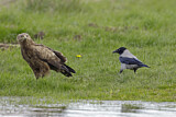Image. Lesser Spotted Eagle & Hooded Crow