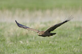 Image. Lesser Spotted Eagle