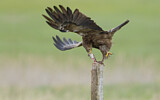 Image. Lesser Spotted Eagle
