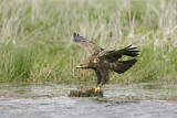 Image. Lesser Spotted Eagle