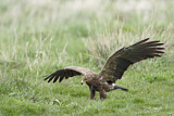 Image. Lesser Spotted Eagle
