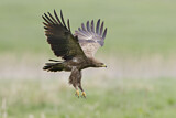 Image. Lesser Spotted Eagle