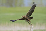 Image. Lesser Spotted Eagle