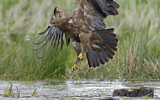 Image. Lesser Spotted Eagle