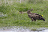 Image. Lesser Spotted Eagle