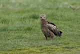 Image. Lesser Spotted Eagle