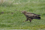 Image. Lesser Spotted Eagle