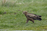 Image. Lesser Spotted Eagle