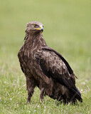 Image. Lesser Spotted Eagle