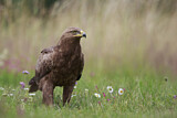 Image. Lesser Spotted Eagle