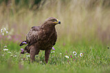 Image. Lesser Spotted Eagle