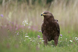 Image. Lesser Spotted Eagle