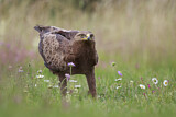 Image. Lesser Spotted Eagle