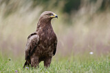 Image. Lesser Spotted Eagle