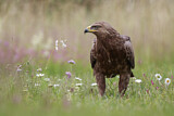 Image. Lesser Spotted Eagle