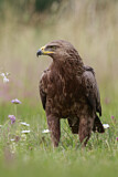 Image. Lesser Spotted Eagle
