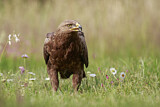 Image. Lesser Spotted Eagle