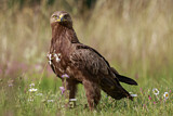 Image. Lesser Spotted Eagle