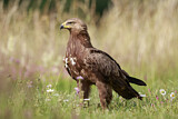 Image. Lesser Spotted Eagle