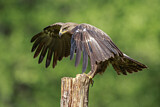 Image. Lesser Spotted Eagle