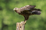Image. Lesser Spotted Eagle