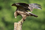 Image. Lesser Spotted Eagle