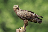 Image. Lesser Spotted Eagle