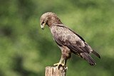 Image. Lesser Spotted Eagle