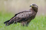 Image. Lesser Spotted Eagle